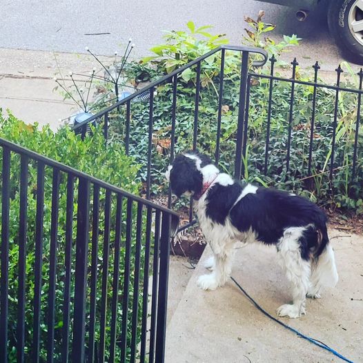 2024-06-12 Gussie waiting for kids_n.jpg